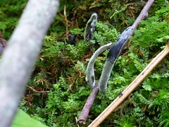 Hypomyces papulasporae