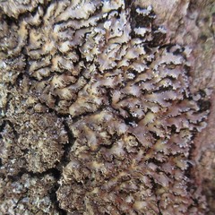 Physconia grumosa