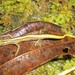 Yellow-striped Slender Tree Skink - Photo (c) Abner Bucol, some rights reserved (CC BY-NC), uploaded by Abner Bucol