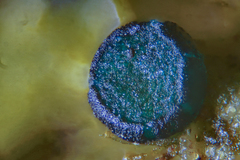 Mniaecia jungermanniae