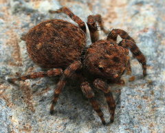 Aelurillus cristatopalpus