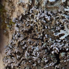 Physconia grumosa