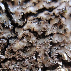 Physconia grumosa