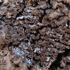 Physconia grumosa
