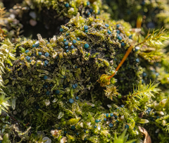 Mniaecia jungermanniae