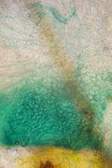 Mniaecia jungermanniae