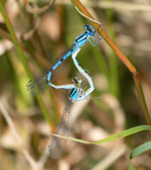 Enallagma cyathigerum