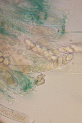 Mniaecia jungermanniae