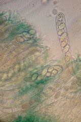 Mniaecia jungermanniae