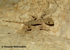 Cyrtopodion gastrophole