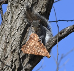 Sciurus carolinensis