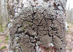 Physconia grumosa
