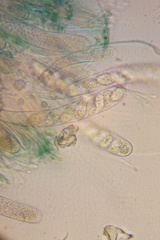 Mniaecia jungermanniae