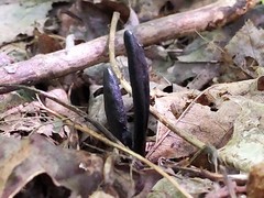 Geoglossum difforme