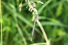 Platycnemis pennipes