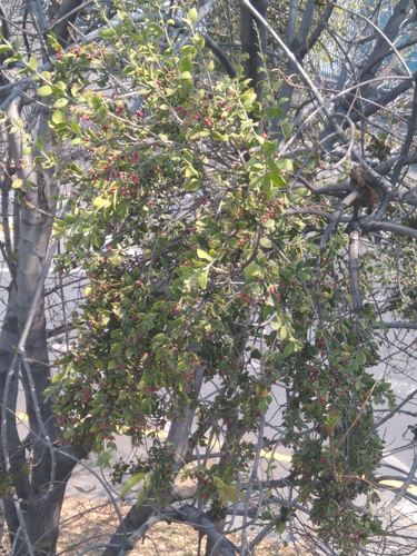 Cladocolea loniceroides, photograph 6