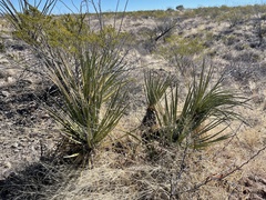 Yucca baccata brevifolia
