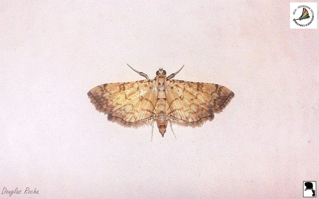 Hileithia decostalis