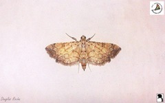 Hileithia decostalis