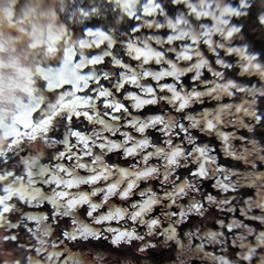 Physconia grumosa