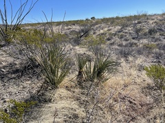 Yucca baccata brevifolia