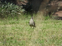 Mimus saturninus