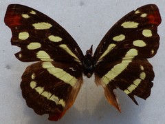 Catonephele nyctimus