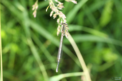 Platycnemis pennipes