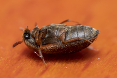 Attagenus