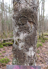 Physconia grumosa
