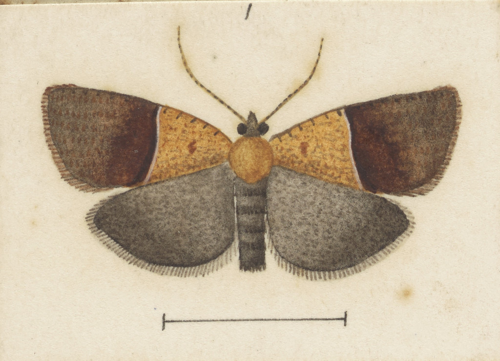 Tortrix antichroa