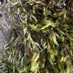 Hypnum cupressiforme