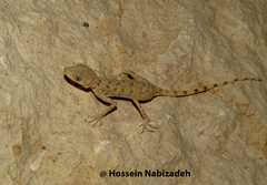 Cyrtopodion gastrophole