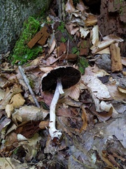 Agaricus leptocaulis