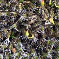 Grimmia pulvinata