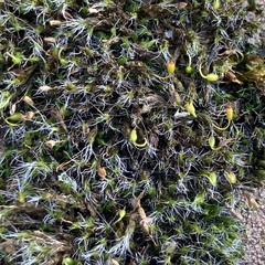 Grimmia pulvinata