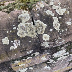 Protoparmeliopsis muralis