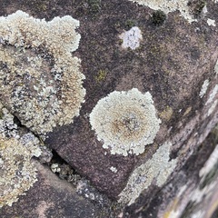 Protoparmeliopsis muralis