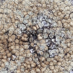 Protoparmeliopsis muralis