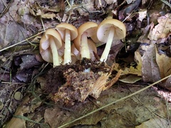 Marasmius cystidiosus
