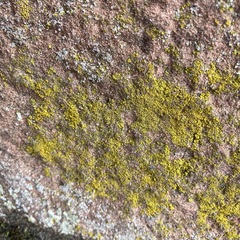 Candelariella vitellina