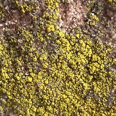 Candelariella vitellina