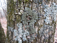 Physconia grumosa