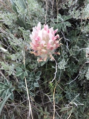 Trifolium macrocephalum