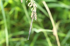 Platycnemis pennipes