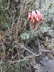 Trifolium macrocephalum