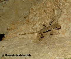 Cyrtopodion gastrophole