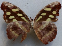 Catonephele nyctimus