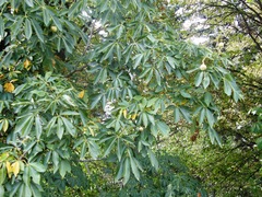 Aesculus × hybrida