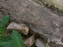 Anolis wattsii